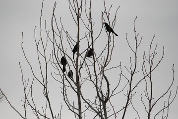 Aves