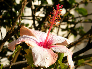 Or Yehuda Hibiscus isolated 2011