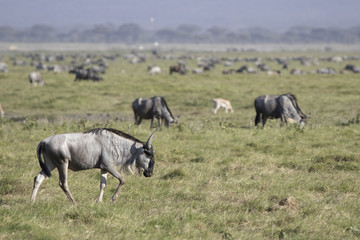 Naklejka na ściany i meble Young wildebeest antelope walking along the spawn in the background of the herds of antelopes, gazelles and zebras