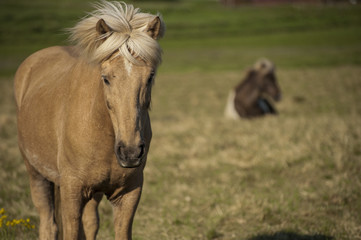 Fototapeta premium Brown horse in the fields of Iceland and a distant out of focus darker horse