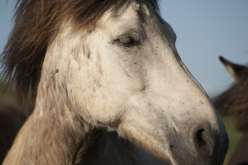 White icelandic horse close-up portrait