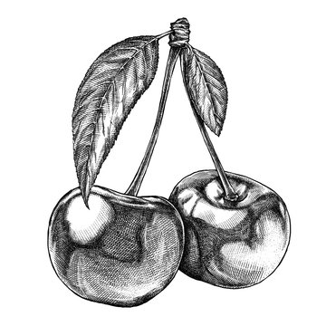 Engrave isolated cherry hand drawn graphic illustration