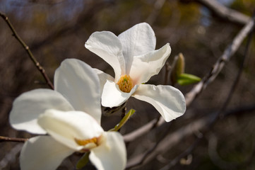 Obraz premium Cherry Blossom
