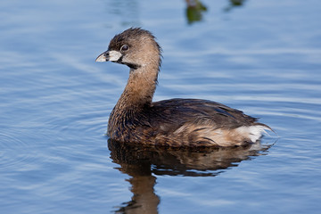  Pied-billed Grebe (Podilymbus Podiceps)