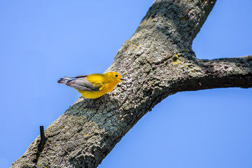 Prothonotary Warbleer - Magee Marsh , Ohio