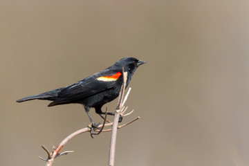 Redwing Black Bird perching
