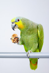 Amazon parrot