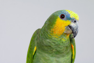 Amazon parrot