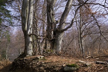 Magic trees and paths in the forest. Slovakia