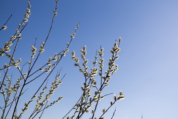 Spring tree flowering - lamb's-tails