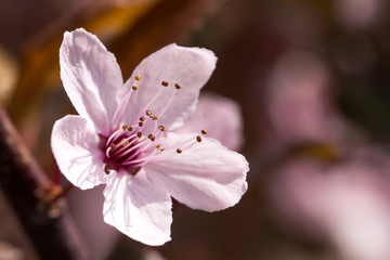 pinkfarbene pflaumenblüte im frühling vor unscharfen hintergrund