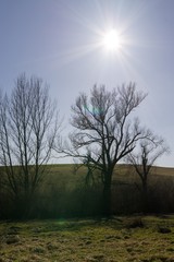 Meadow with trees and views to mountains. Slovakia