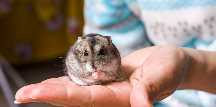 Grey dwarf hamster Gray macro, stands hairy, fur, ,