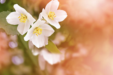 White jasmine The branch delicate spring flowers