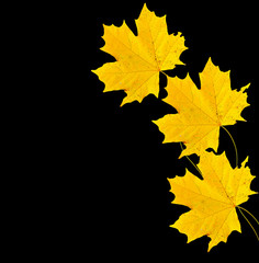 autumn leaves isolated on black background.