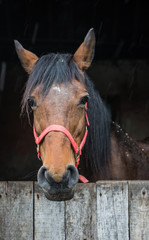 Portrait of a Horse looking out of stable door in the rain