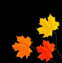 Naklejka na ściany i meble autumn leaves isolated on black background.