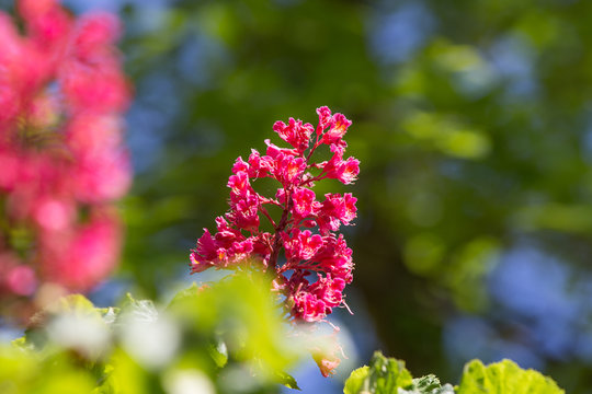 rote und pinke kastanienblüte mit unscharfen vordergrund