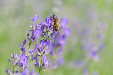 Bee on Lavender flower. Defocused nature violet and green in background. 