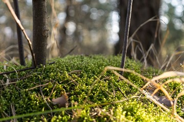 Fototapeta na wymiar Moss on a tree trunk in the woods. Slovakia