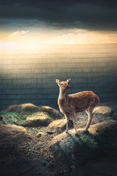 Concept Image Of Female Deer On The Other Side Of A Border Wall