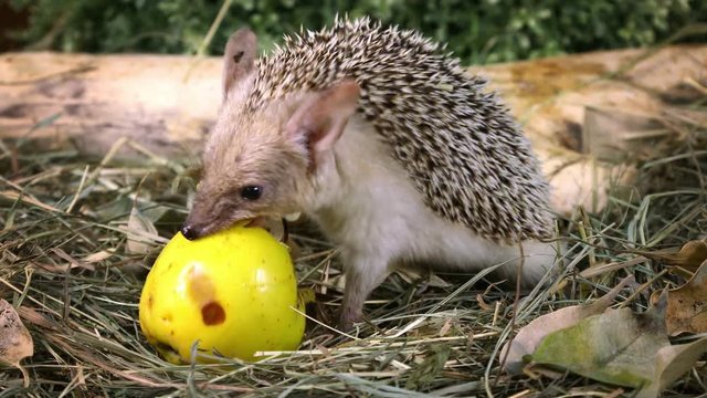 Little African hedgehog eating yellow apple in the grass

