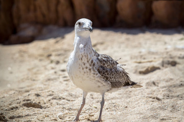 Close up shot of a seagull