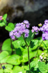 Flower Ageratum houstonianum