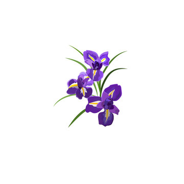 Purple Iris flowers