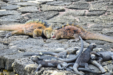 creatures of territory