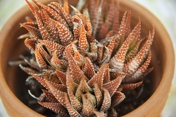 Haworthia Cactus, a Succulent