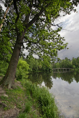 Trees on the shore of the pond in the park