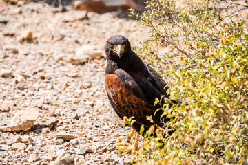 Harris Hawk