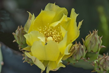 Blooming yellow prickly pear cactus flower, Sofia, Bulgaria  