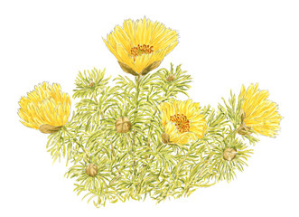Drawing of a Spring Adonis (Adonis vernalis) flowering plants - obrazy, fototapety, plakaty