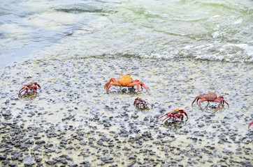 feeling crabby