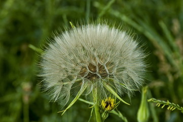 Dandelion flower run to seed in summer meadow, Sofia, Bulgaria 