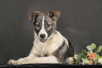 White and gray mongrel dog with flowers in basket  in the studio