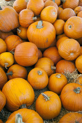 Pumpkin Harvest