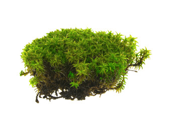 Green moss on white background