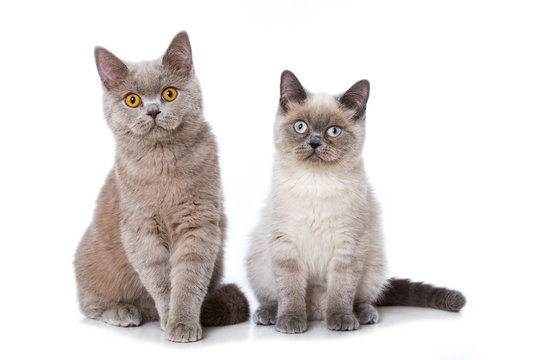 Zwei Britisch Kurzhaar Katzen