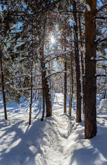 Path to the winter forest. Mount Tserkovka.Resort Belokurikha, Altai, Russia