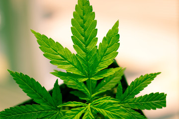 Indoor Marijuana Gorilla Grow  