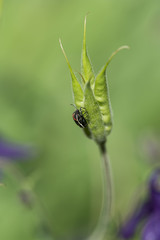 Beetle