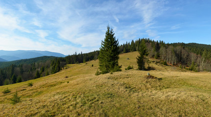 Beautiful green glade with big fir-tree in the centre. Conifer forest on the background.