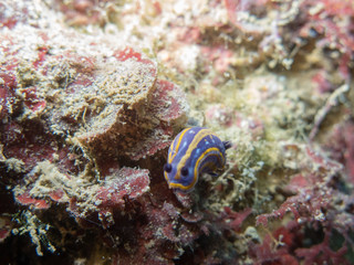 Small animals submarines