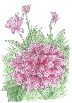 Drawing of flowering Dahlia (Dahlia hybr.) plant in loose style
