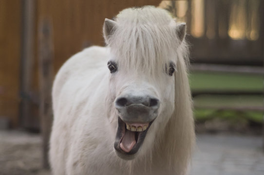 Weißes Pferd blickt mit geöffnetem Maul frontal in die Kamera und lacht