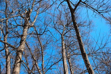 Trees on blue sky background