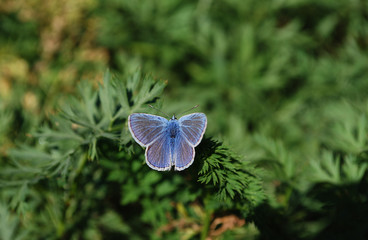 голубая бабочка